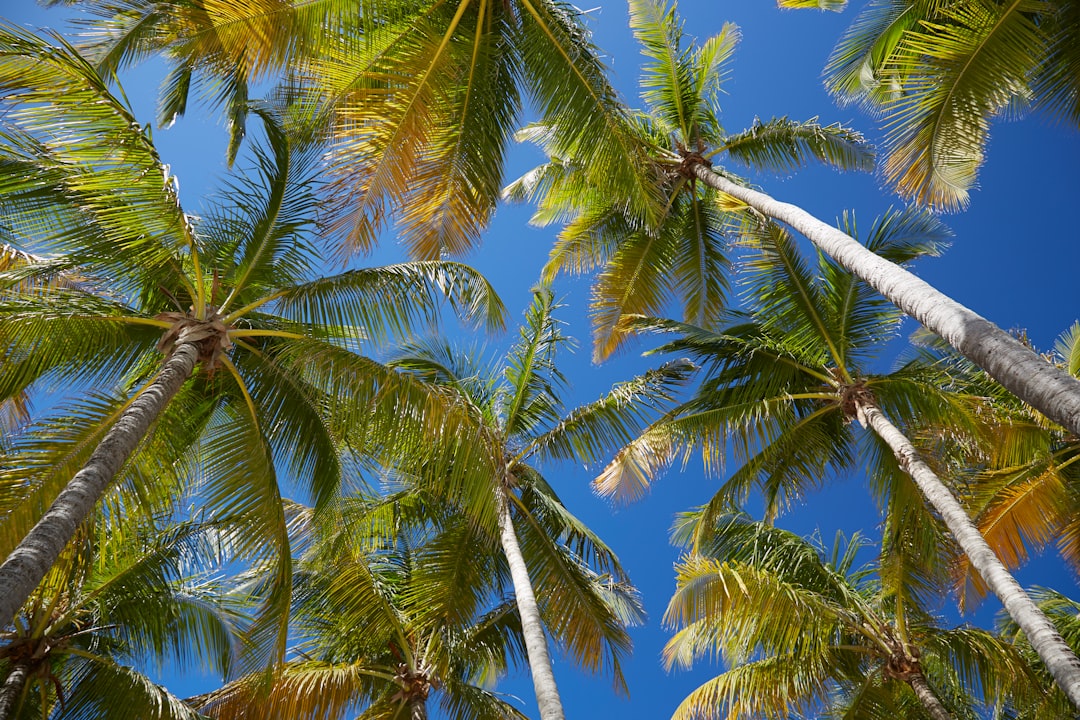 Guadeloupe, Palmiers