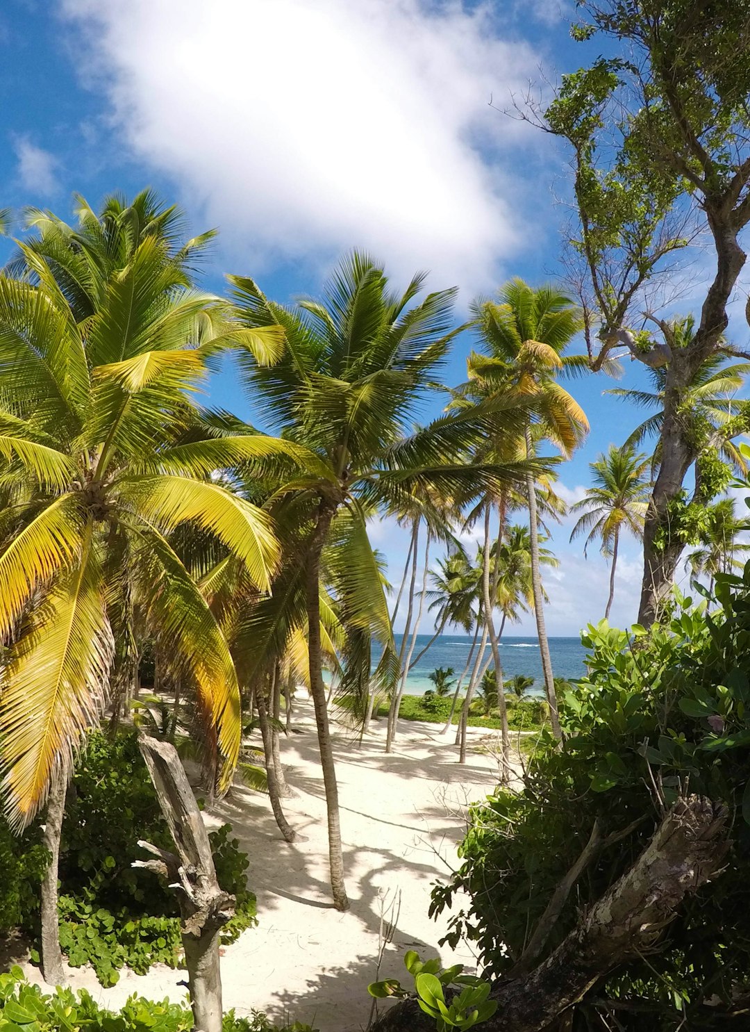 green-palm-trees-on-white-sand-beach-during-daytime-kt9nfnzn-iq